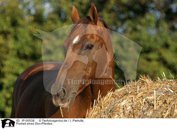 Portrait eines Don-Pferdes / horse / IP-00538