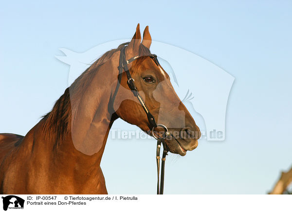 Portrait eines Don-Pferdes / horse / IP-00547