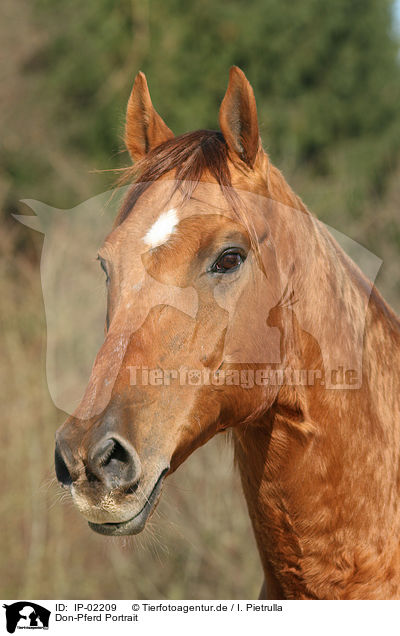 Don-Pferd Portrait / IP-02209