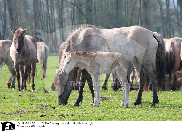 Dlmener Wildpferde / Dlmen horses / BM-01591