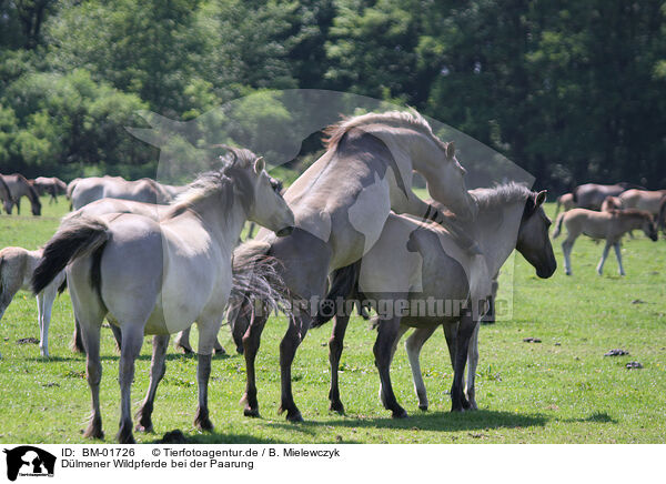 Dlmener Wildpferde bei der Paarung / pairing Dlmener wild horses / BM-01726