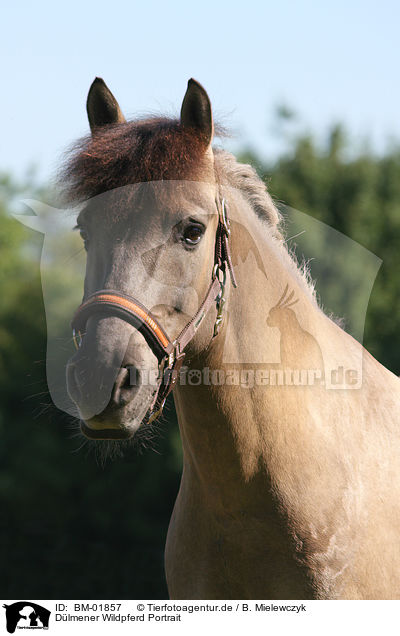 Dlmener Wildpferd Portrait / BM-01857