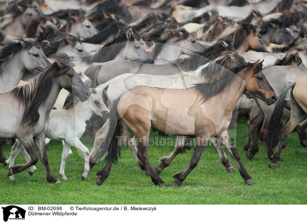 Dlmener Wildpferde / horses / BM-02696