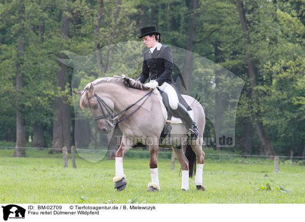 Frau reitet Dlmener Wildpferd / woman rides horse / BM-02709