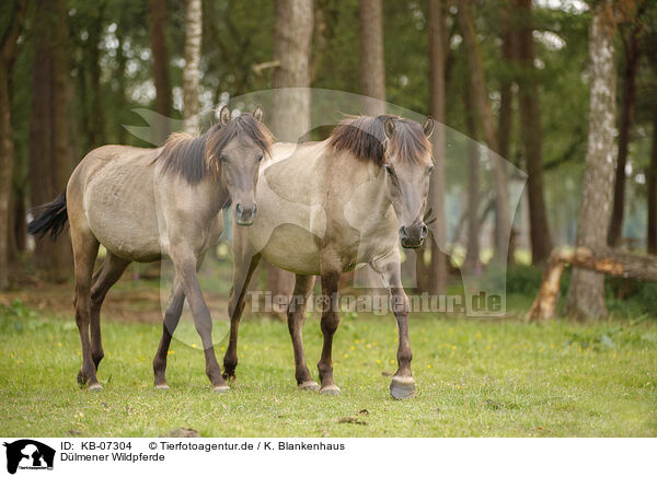 Dlmener Wildpferde / Dulmen Ponies / KB-07304