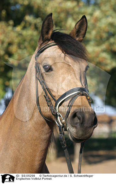 Englisches Vollblut Portrait / english thoroughbred Portrait / SS-05298