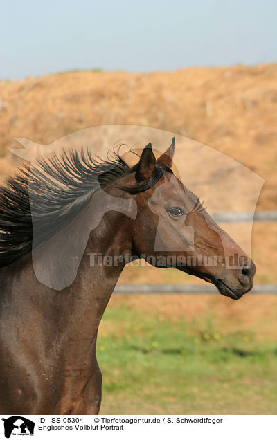 Englisches Vollblut Portrait / english thoroughbred Portrait / SS-05304