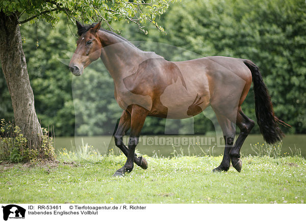 trabendes Englisches Vollblut / trotting english thoroughbred / RR-53461