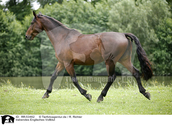 trabendes Englisches Vollblut / trotting english thoroughbred / RR-53462