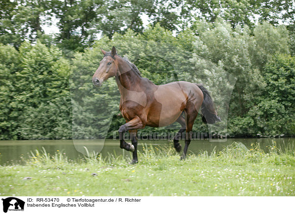 trabendes Englisches Vollblut / trotting english thoroughbred / RR-53470
