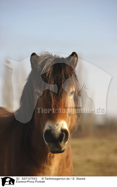 Exmoor-Pony Portrait / SST-07543