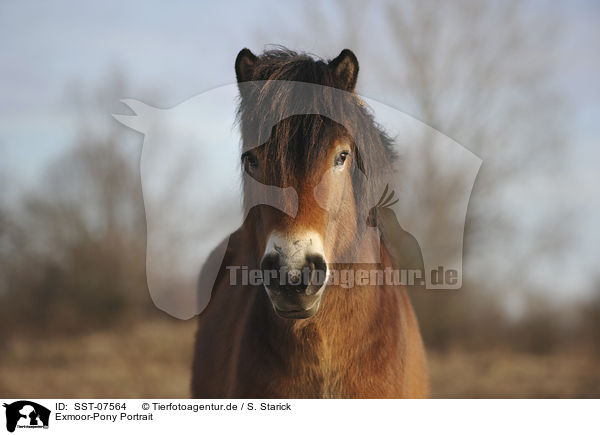 Exmoor-Pony Portrait / Exmoor Pony Portrait / SST-07564