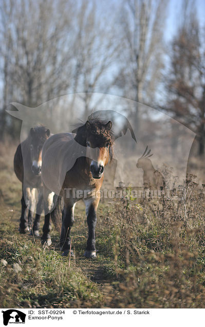 Exmoor-Ponys / SST-09294