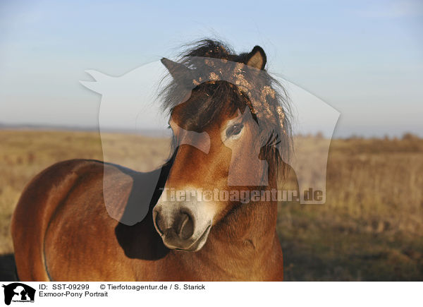 Exmoor-Pony Portrait / Exmoor-Pony Portrait / SST-09299