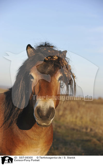 Exmoor-Pony Portrait / Exmoor-Pony Portrait / SST-09300