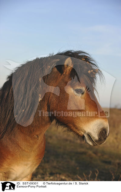 Exmoor-Pony Portrait / SST-09301