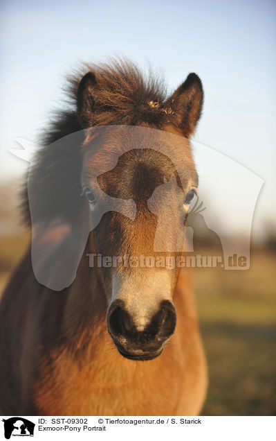 Exmoor-Pony Portrait / SST-09302