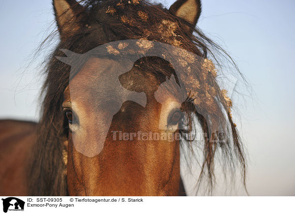 Exmoor-Pony Augen / Exmoor-Pony eyes / SST-09305