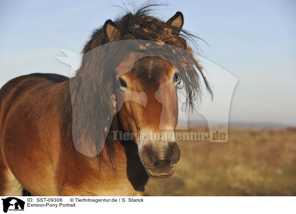 Exmoor-Pony Portrait / Exmoor-Pony Portrait / SST-09306