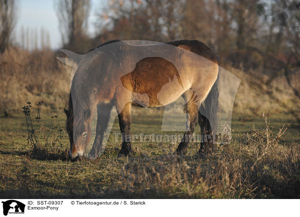 Exmoor-Pony / SST-09307