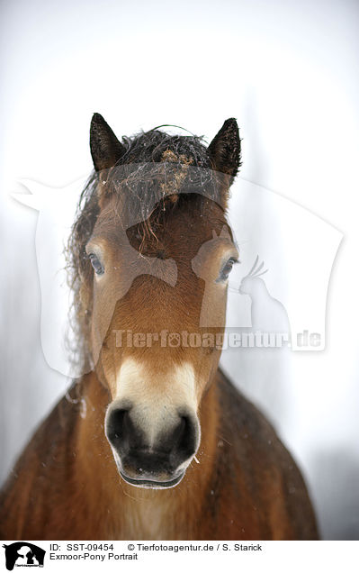 Exmoor-Pony Portrait / Exmoor Pony Portrait / SST-09454