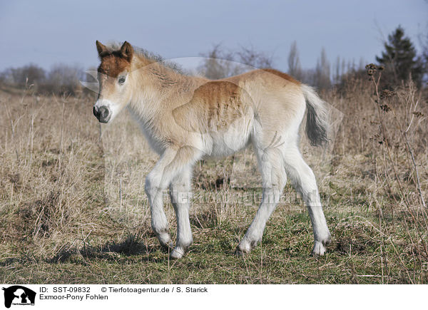 Exmoor-Pony Fohlen / Exmoor-Pony foal / SST-09832