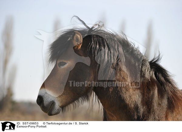 Exmoor-Pony Portrait / Exmoor Pony Portrait / SST-09853