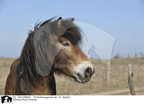Exmoor-Pony Portrait / SST-09854