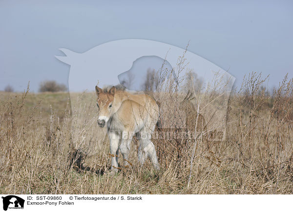 Exmoor-Pony Fohlen / Exmoor-Pony foal / SST-09860