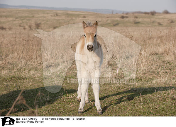 Exmoor-Pony Fohlen / SST-09869