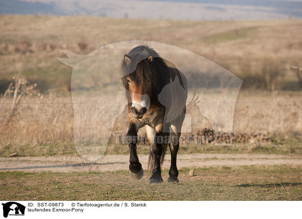 laufendes Exmoor-Pony / SST-09873