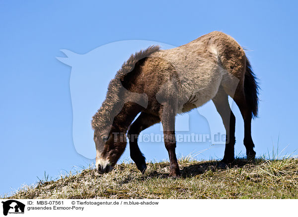 grasendes Exmoor-Pony / browsing Exmoor-Pony / MBS-07561