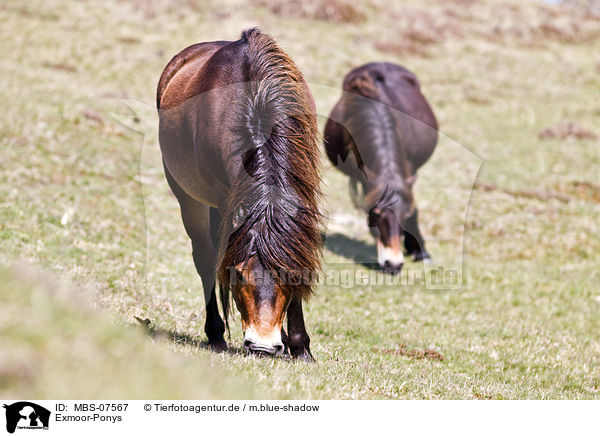 Exmoor-Ponys / Exmoor-Ponys / MBS-07567