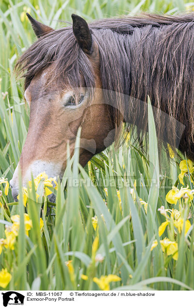 Exmoor-Pony Portrait / MBS-11067