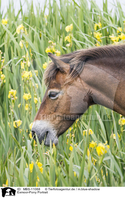 Exmoor-Pony Portrait / MBS-11068