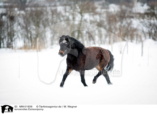 rennendes Exmoorpony / running Exmoor Pony / MW-01858