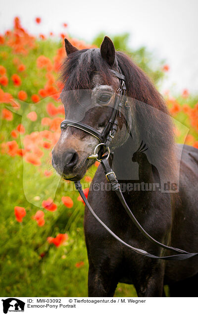 Exmoor-Pony Portrait / MW-03092