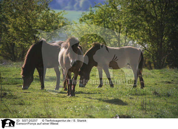 Exmoor-Ponys auf einer Wiese / Exmoor Ponys on a meadow / SST-20257