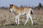 Exmoor-Pony Fohlen