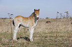 Exmoor-Pony Fohlen