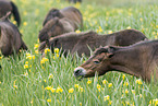 Exmoor-Ponies