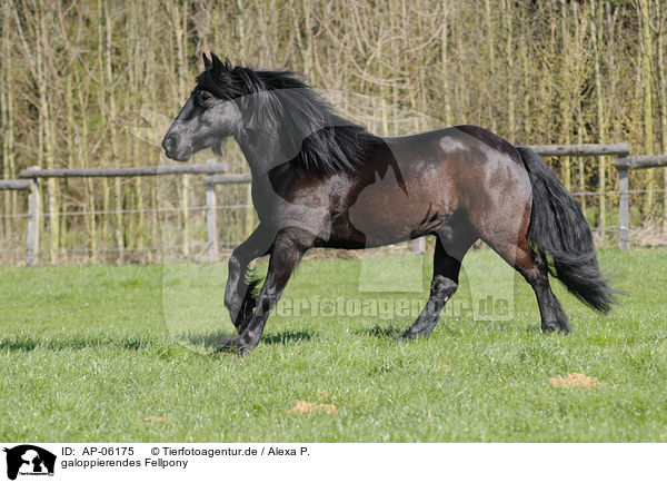 galoppierendes Fellpony / galloping Fellpony / AP-06175