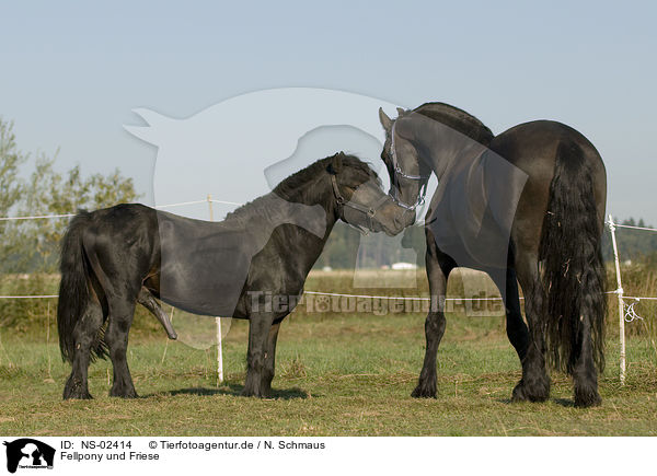 Fellpony und Friese / Fellpony and Friesian Horse / NS-02414