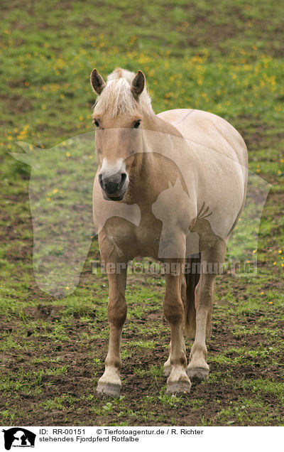 stehendes Fjordpferd Rotfalbe / standing horse / RR-00151