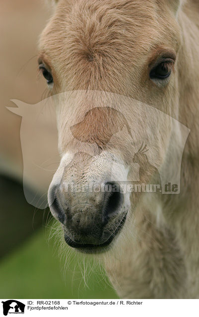 Fjordpferdefohlen / foal / RR-02168