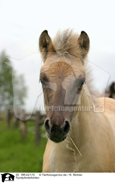 Fjordpferdefohlen / foal / RR-02170