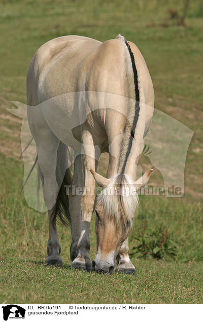 grasendes Fjordpferd / grazing horse / RR-05191