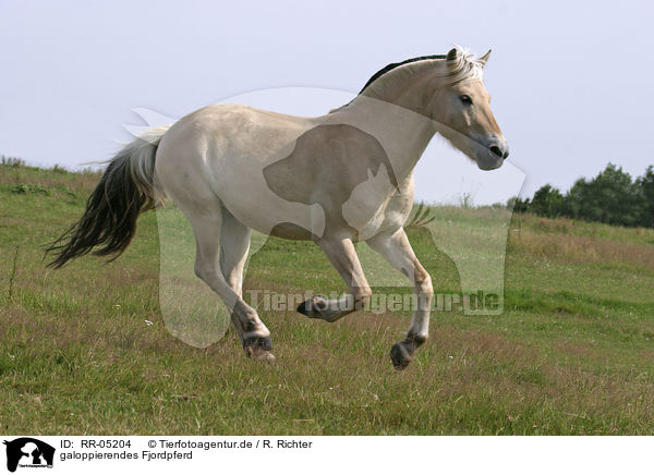 galoppierendes Fjordpferd / running horse / RR-05204