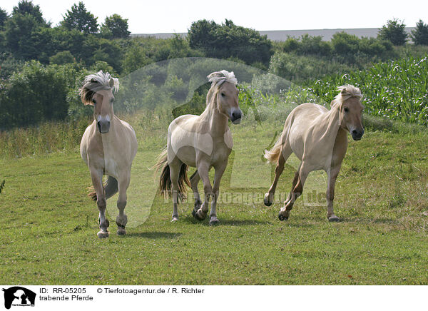 trabende Pferde / running horses / RR-05205