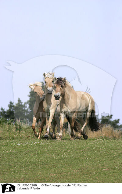 trabende Pferde / running horses / RR-05209